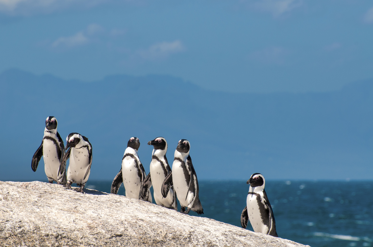 Boulders Beach