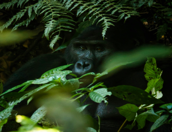 Uganda